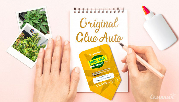 Гроурепорт сорта Original Glue Auto