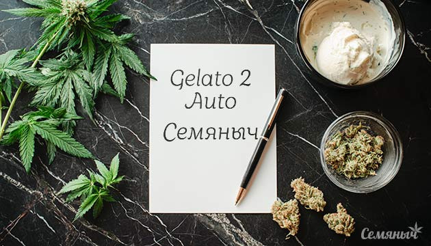 Гроурепорт сорта Gelato 2 Auto от Семяныча