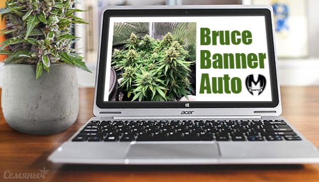 Гроурепорт сорта Bruce Banner Auto