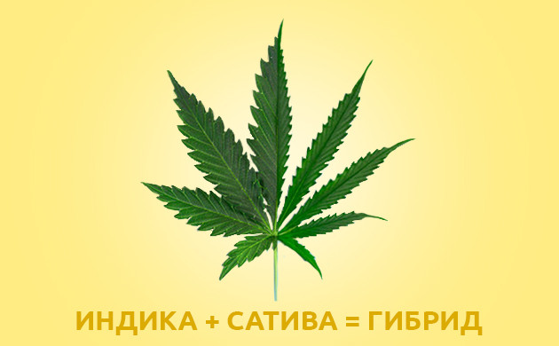 Гибрид индики и сативы