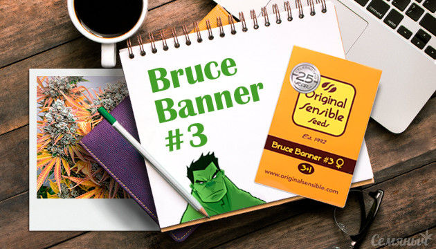 Гроурепорт сорта Bruce Banner #3