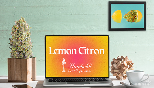 Гроурепорт сорта Lemon Citron fem от Humboldt Seed Organization