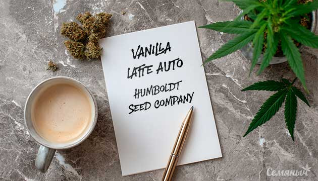 Гроурепорт сорта марихуаны Vanilla Latte Auto от сидбанка Humboldt Seed Company