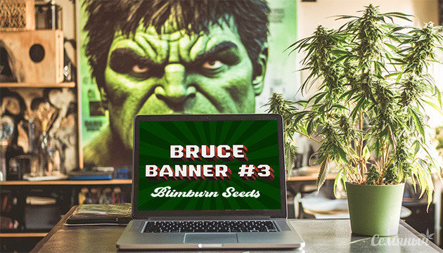 Гроурепорт Bruce Banner #3 Blimburn Seeds