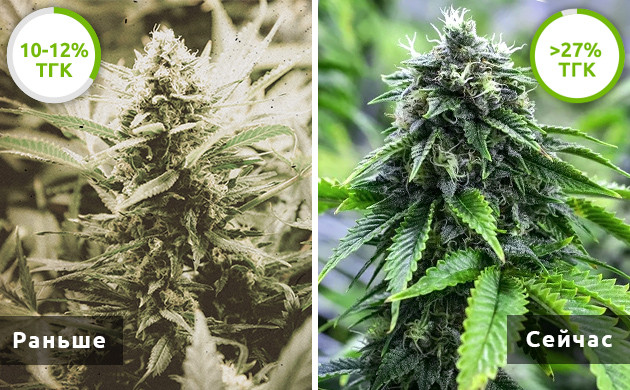 Содержание ТГК в автоцветах